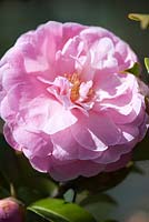 Camellia x williamsii 'Elizabeth Anderson' - April, Spring.