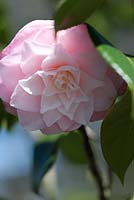Camellia japonica 'Berenice Perfection' - April, Spring.