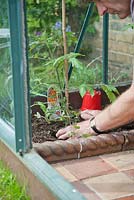 Man planting grafted tomato plant in greenhouse bed. May, late Spring.
