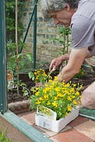 Biologicla control - planting tagetes in greenhouse bed to help deter pests from tomato plants. May, late Spring.