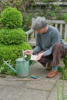 Biological control of slugs and snails. Man adding nematodes to watering can full of water. May, late Spring.