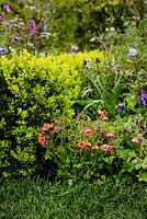Geum 'Bell Bank' and Buxus sempervirens - The UCARE Garden - RHS Malvern Spring Show 2016. Designer: Emily Sharpe, Contractor: At One With Earth, Sponsor: Lanson Champagne International

