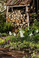 Colourful woodland planting including White Daffodils, Lamium and Euonymus with rustic log store behind - The Woodcutter's Garden - RHS Malvern Spring Show 2016. Designer: Mark Walker, Sponsor: Howards Motors