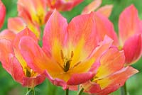 Tulipa 'Antoinette' - Chameleon tulip Single Late Group 