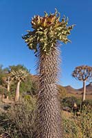 Pachypodium namaquensis with flowers - August, Namaqualand, South Africa