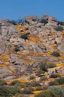 Dimorphotheca sinuata growing amongst rocks - Namaqualand Daisy - August, Namaqualand, South Africa