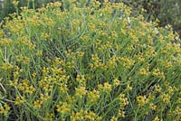Euphorbia mauritanica - Pencil Milkbush - August, Naries Namakwa Retreat, Namaqualand, South Africa