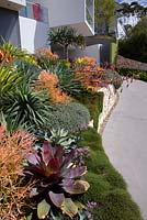 A raised sandstone retaining wall features colourful mixed plantings of succulents and bromeliads, including an alcantarea. Euphorbia tirucalli 'Firesticks' and Oscularia deltoides also seen. Casuarina glauca 'Cousin It' trails over the edge