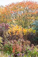 Clover Hill borders at RHS Garden Hyde Hall in autumn with Rhus typhina and the seedheads of herbaceous perennials