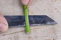 Slice away from you to create a shallow wound, 1 inch in length, at the bottom of the cutting