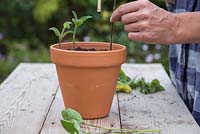 Plant the Salvia patens cuttings in the pot ensuring they are equally spaced apart