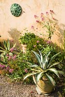 Collection of pots planted with clipped box and succulents including variegated agaves