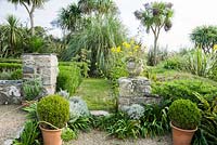 Pots of clipped box, agapanthus and santolina frame a grassy path leading to the sundial garden, surrounded by tall cabbage palms, Cordyline australis and cortaderia.