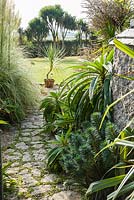 Path leads from the courtyard out into the wider garden past euphorbias, echiums and cortaderia towards a group of Cordyline australis, the cabbage palm.