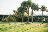 A lilne of cabbage palms, Cordyline australis, help to filter the prevailing wind.
