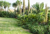Border full of bold, architectural plants including Aloe arborescens, Echium pininana, trachycarpus, date palms, Cordyline australis and cortaderia.