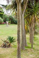A line of Cordyline australis, cabbage palms, filter the wind on the edge of the garden