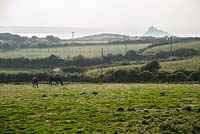 Distinctive silhouette of St Michael's Mount viewed from the garden across fields with grazing horses.