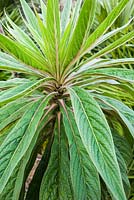 Echium pininana - Pink tinted leaves of self seeded plant
