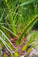 Phoenix canariensis - Canary Island Date palm