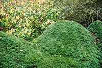 Clipped yew hedges form the boundary of the front garden.