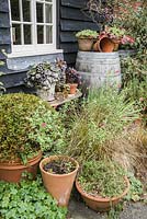 A decorative arrangement of plants, containers and objects against black weatherboarding includes Aeonium 'Zwartkop', pink flowered salvia, grasses and clipped box.