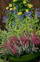 Mixed bud heathers, Calluna vulgaris 'Beauty Sisters' backed by late summer flowering Caryopteris x clandonensis 'Worcester Gold' in a green glazed pot with  Black Eyed Susan, Thunbergia, on the fence behind.