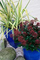 Evergreens in terracotta pots. Yucca filamentosa 'Bright Edge' and Skimmia 'Rubella'.