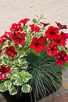 Petunia flowers softened with foliage in a black plastic trough. Petunia 'Crazytunia Mandevilla' with Festuca 'Elijah Blue' and Plectranthus 'Mint Leaved'. 