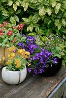 Choice cultivars of Primula auricula growing in ceramic pots with Campanula poscharskyana highlighted against a backdrop of spotted laurel.