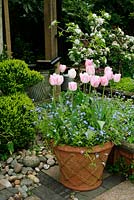 Tulipa 'Playgirl' underplanted with forget-me-nots in a basketweave decorated terracotta pot on paving alongside a clipped box topiary bird.