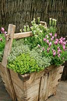 French lavender and variegated thyme growing in a rustic, much repaired wooden trug.