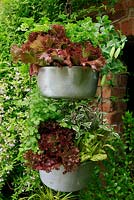 Vegetables and herbs growing in two metal jam pans, one suspended above the other against a warm, sheltered wall to give a long picking season. Red lettuce 'Giardini', Lettuce 'Freckles', variegated sage, Salvia officinalis 'Tricolor', Coriander, Pea 'Tom Thumb' and parsley. 