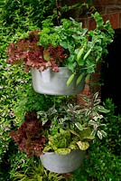 Vegetables and herbs growing in two metal jam pans, one suspended above the other against a warm, sheltered wall to give a long picking season. Red lettuce 'Giardini', Lettuce 'Freckles', variegated sage, Salvia officinalis 'Tricolor', Coriander, Pea 'Tom Thumb' and parsley. 