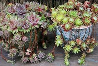 Two cultivars of houseleeks, Sempervivum, forming runners and new plants down the sides of their glazed pots.