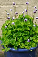 Viola hederifolia growing in a blue glazed pot that picks up the colour of the flowers.