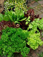 Herbs and salad vegetables growing in a Mexican Hat animal feeder with a different variety in each segment. Lettuce 'Tom Thumb', Basil, two types of red leaved Lettuce, Chicory and Parsley.