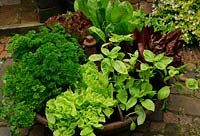 Herbs and salad vegetables growing in a Mexican Hat animal feeder with a different variety in each segment. Lettuce 'Tom Thumb', Basil, two types of red leaved Lettuce, Chicory and Parsley.
