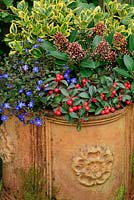 Winter colour from flowers, buds and berries from October to April in a terracotta container. Gaultheria procumbens on the rim with Veronica umbrosa 'Georgia Blue', Skimmia 'Rubella' and Euonymus japonicus 'Ovatus Aureus'.