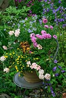 Terracotta pot raised up on a chair to give added prominence and planted exclusively with summer trailers. Verbena 'Tonic Pink Candy' with Verbena 'Aztec Coral', Oxalis 'Sunset Velvet', Sanvitalia 'Sunny Super Gold' and Isotoma 'Starshine Blue'.