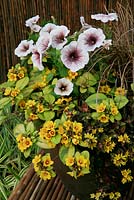 Colour themed summer container in tones of brown, yellow and white. Petunia, Potunia 'Blackberry Ice' with Lysimachia congestiflora 'Outback Sunset', Lysimachia 'Midnight Sun' and Carex comans bronze.