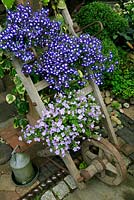 Two summer trailing bedding plants displayed on the crosspieces of a flat topped wheelbarrow leaning against the oak post of an open barn. Lobelia 'Waterfall Blue Ice' and Scopia 'Gulliver Blue'.
