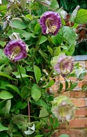 Cobaea scandens - Cup and Saucer Vine, growing up an obelisk and showing how the flowers change from greenish white to pink and then purple.