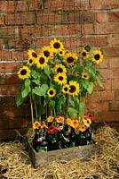 Dwarf multi-headed sunflower 'Waooh' displayed in a brewery crate with cut nasturtium flowers arranged in beer bottles in front. 