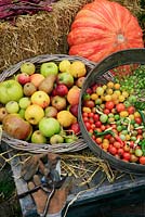 Late summer and autumn harvest of fruits and vegetables gathered on a flat topped farm cart including apples, pears, peppers, tomatoes and a pumpkin.