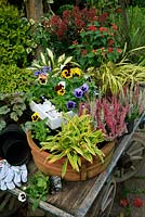 Planting up containers for autumn and winter using a wooden flat topped cart as a workbench. Ornamental grasses, bud heathers, Hypericum, Skimmia 'Rubella' and pansies