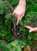 Harvesting purple kale 'Redbor' by cutting off individual leaves rather than the whole plant.