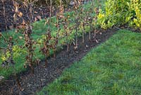 A newly planted row of bare root Fagus sylvatica