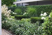 Shade garden with Hedera helix 'Arborecens', Taxus baccata blocks, Aruncus, Miscanthus and Hydrangea arborescens 'Annabelle'