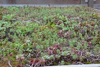 Green roof planted with Sedum mat.